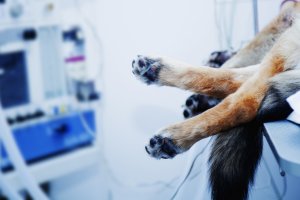 Kieźliny: pies zjadł kiełbasę z gwoździami. Właściciel uratował mu życie