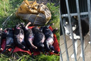 Żywe szczenięta spakował do torby i wrzucił do stawu. 38-latek nie widział w tym nic złego: Tak się robi na wsiach