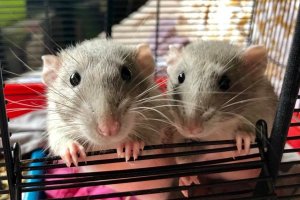 Odkrywamy tajemnice opieki nad gryzoniami