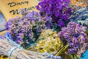 Trwają zbiory jesiennych ziół, które pomagają wzmocnić odporność