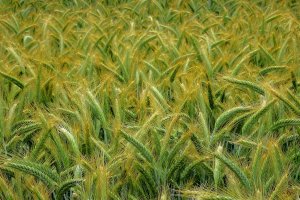 Znamy skład zarządu Warmińsko-Mazurskiej Izby Rolniczej. W Olsztynie obradowało I Walne Zgromadzenie