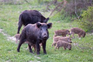 Bariery zapachowe sposobem na powstrzymanie chorych dzików