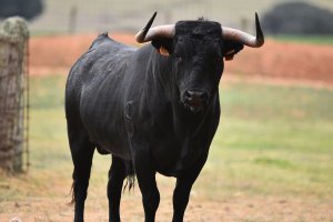 52-letni gospodarz zginął zaatakowany przez byka. Do tragedii doszło na terenie powiatu nidzickiego