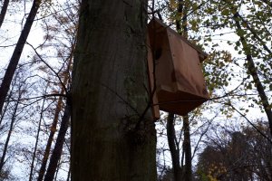 Popielice i orzesznice mają własne... osiedle. Leśnicy z Elbląga chronią zagrożone gatunki