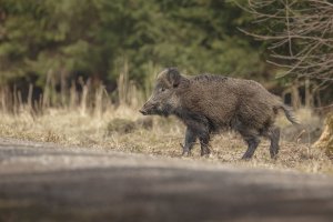 Masowe padnięcia dzików na ASF w Elblągu i okolicach. Służby weterynaryjne zapowiadają spotkanie