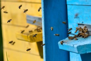 Są pieniądze na rozwój pszczelarstwa w regionie