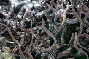 Olsztyńscy naukowcy chcą odtworzyć populację węgorza