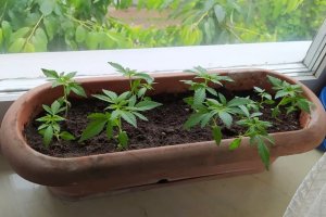 Koniec z więzieniem za gram marihuany? Polacy mogą zabrać głos w sejmowej ankiecie