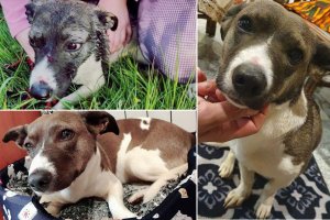 Właściciel chciał ją utopić. Teraz szuka go policja. Suczka miała dużo szczęścia