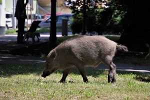 Mniej dzików w Olsztynie. 