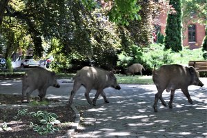 Dziki pod oknami olsztynian. Zwierzęta wracają na osiedla i w okolice szkół