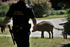 Dzika natura w mieście. Lisy, bobry i dziki coraz bliżej ludzi