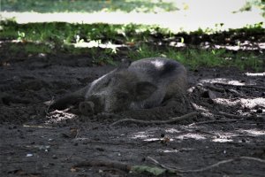 Służby weterynaryjne potwierdziły kolejne przypadki ASF u dzików