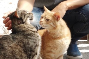 Po raz kolejny zbieramy dary na rzecz bezdomnych zwierząt. Zapraszamy do udziału w akcji 