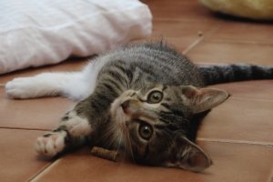 Schronisko dla zwierząt w Elblągu prosi o pomoc