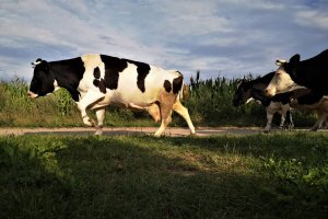 Krowy bez nadzoru niszczą uprawy. Rolnicy bezradni, mieszkańcy przestraszeni