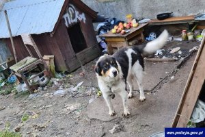 Zaniedbane szczenięta na jednej z olsztyńskich posesji. Zwierzęta są już w schronisku