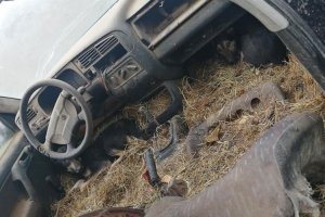 Trzymał kilkanaście psów w skrajnych warunkach. Odpowie za znęcanie nad zwierzętami