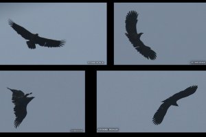 Tańczący z bielikami i nalot czeczotek