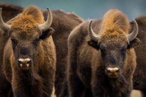 Święto w Puszczy Boreckiej. Na świat przyszło 14 małych żubrów