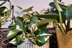 Bliższe Spotkania - 25.01.21