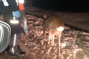 Przy DK 16 znaleziono rannego koziołka. Na szczęście tą samą drogą jechał weterynarz