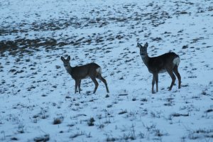 Szlaki migracyjne zwierząt i nadejście wiosny