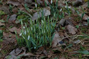 Nadeszła astronomiczna wiosna. To zachęta do sprzątania lasów, jezior i rzek