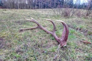 Sezon na „leśne złoto”. Poszukiwacze ruszyli po zrzuty poroża