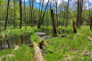 Rezerwat Koniuszanka. Czym zachwyca turystów? Zapraszamy do odkrywania uroków Warmii i Mazur