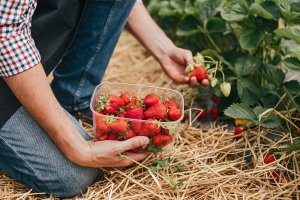 Legalizacja wag pod lupą. Elbląska Straż Miejska rusza z kontrolami sezonowymi