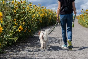 Jak dbać o kondycję fizyczną pupila?