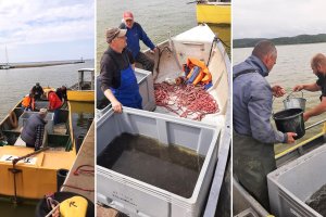 W Tolkmicku ponad 100 tysięcy małych węgorzy wpuszczono do Zalewu Wiślanego