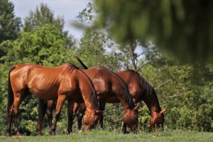 Charakterystyka i specyfika koni