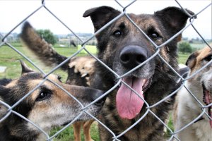 Powstał Olsztyński Zespół ds. Zwierząt. Czym się zajmuje?