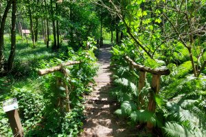 Regionalna turystyka stawia na lasy. 