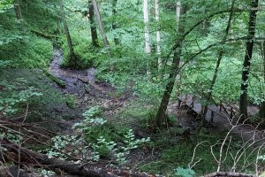 Do źródeł Łyny dotrzesz objazdem. Leśnicy budują nową drogę