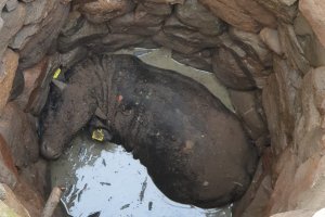 Niecodzienna interwencja strażaków. Uratowali byka, który wpadł do studni