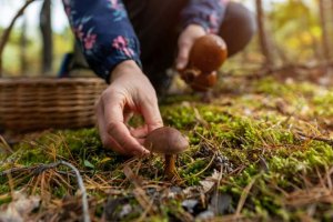 Startuje grzybobranie. Sprawdź, gdzie i co wolno zbierać