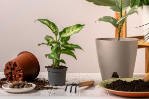 Przyjdź do biblioteki, przygarnij roślinę. Nietypowa akcja na Starym Mieście