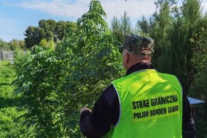 Nielegalnie uprawiał marihuanę. Twierdził, że to pomaga jego hodowli...