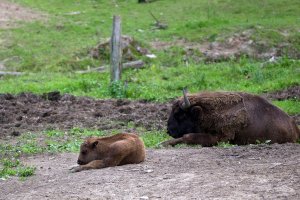 Rozrasta się stado żubrów w Puszczy Rominckiej