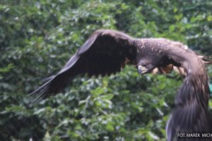 Podpatrzone, podsłuchane