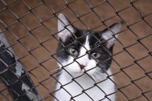 Schronisko w Elblągu apeluje o pomoc. Koty potrzebują tymczasowych domów