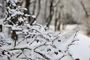 Brak śniegu to duże ryzyko suszy rolniczej
