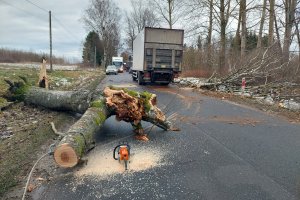 Silny wiatr łamie drzewa i powoduje cofkę na Bałtyku