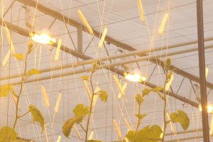 Interwencja strażaków w Łęgajnach. Niebezpieczne światło okazało się bezpieczne