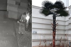 Zatrzymano podpalaczy sztucznej palmy w zaułku botanicznym Kopernika