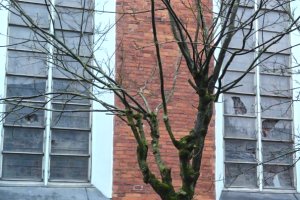 Nie wie, dlaczego zniszczył zabytkowe witraże. Wandal trafił do aresztu