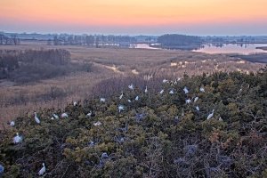 Gniazda w koronach drzew. W okolice Giżycka przyleciały pierwsze czaple